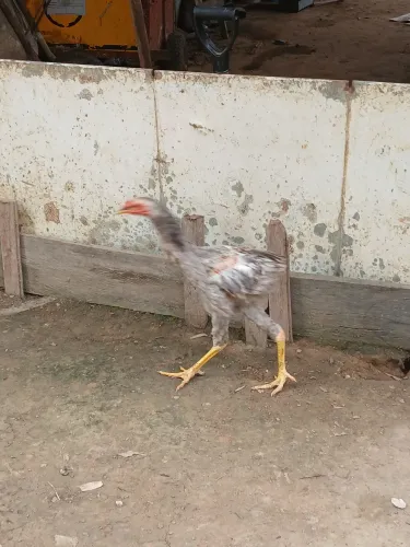 Vendo dois frangos