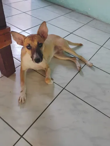 Adoção responsavel