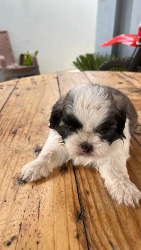 Vendo shitizu macho puro 