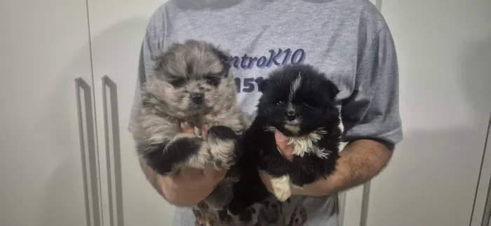Spitz alemão Lulu da Pomerânia lindos em sp zl
