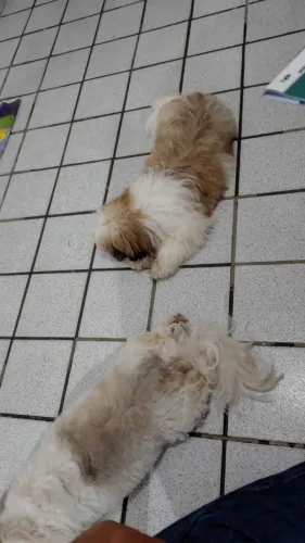 CUIDO DO SEU PET CRECHE/HOTELZINHO