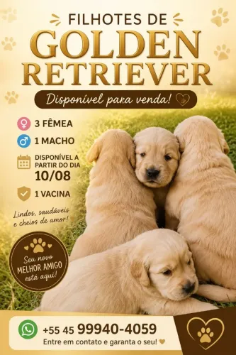 Filhotes de Golden Retriever 