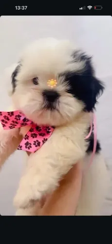 Shihtzu zero focinho com pedigree
