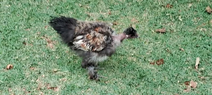 Galinhas Sedksas do Japão whts *