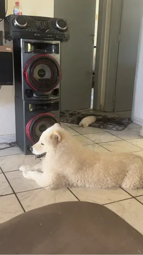Chow chow macho