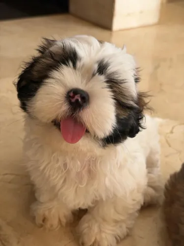Shih-Tzu já Vermifugado