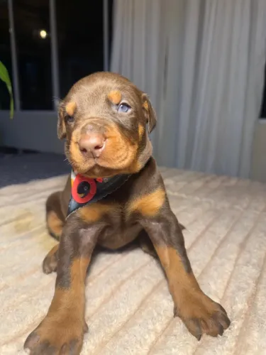 Doberman Europeu