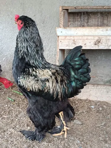 Galo Brahma