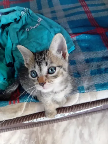 Gato Macho