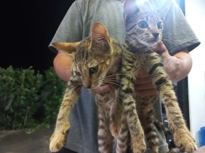 Gato fêmea para adoção 