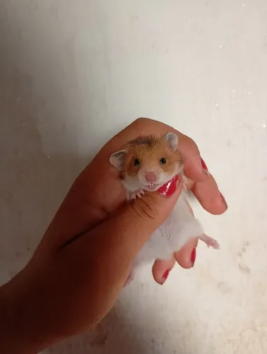 Hamster sírio