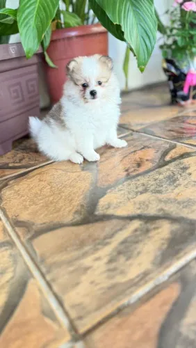 Spitz Alemão lindo