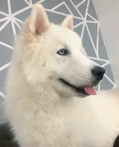 Procurando Namorada Husky 