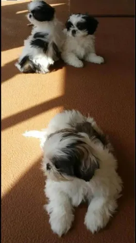 Filhote shih tzu, Pequenos anjos de quatro patas esperando por um lar!