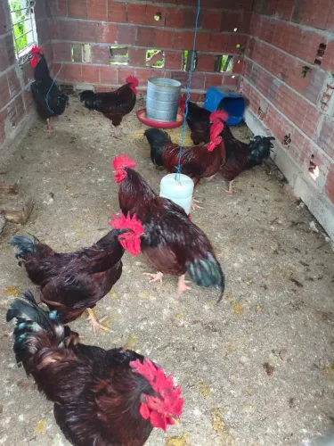 Galos Rhode Red.
