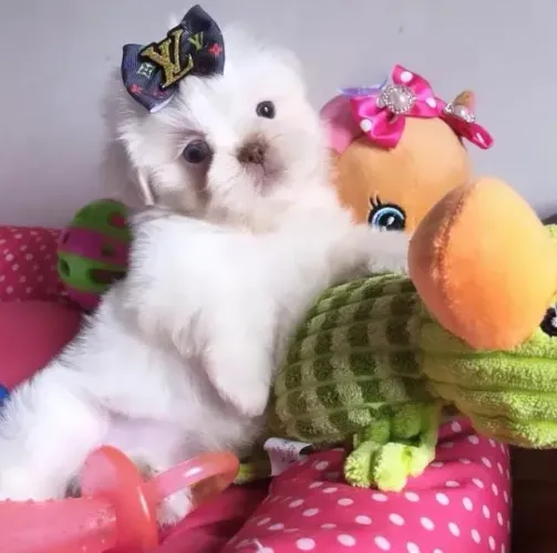 Shihtzu disponíveis para reserva