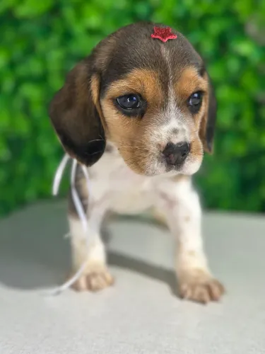 Beagle