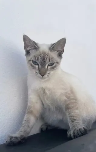 Gata filhote branca para adoção responsável 