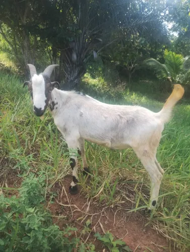 Cabrito da Raça Nambi