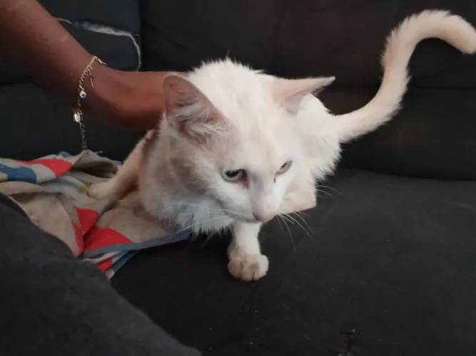 Doação de gata fêmea 