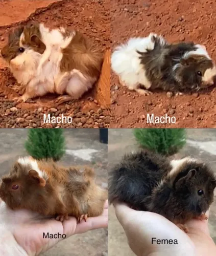 Porquinhos da índia filhotes