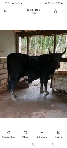 Vaca,boi e cabra