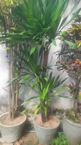 2 jarros com Palmeira de 2 metros e 3 metros 200 cada jarros