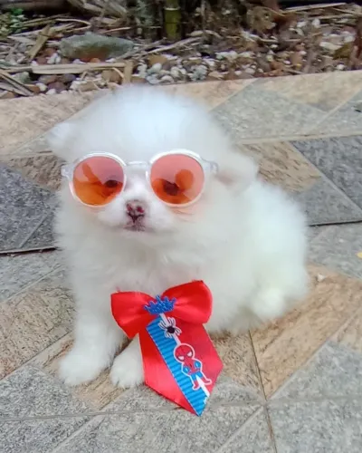 spitz alemão, macho, micro, em 10x, com pedigree e vacina, entregamos