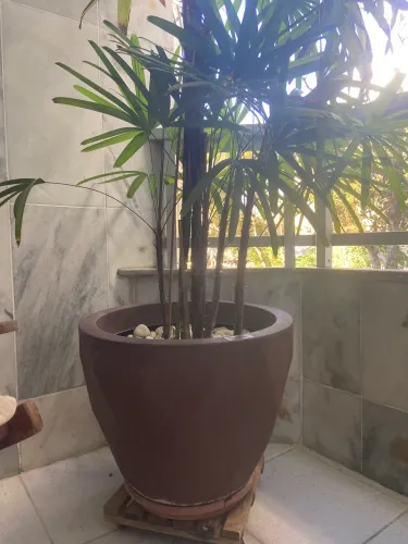 Plantas naturais no vaso de polietileno 