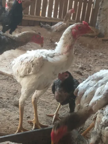 Frangos Carioca pra vender logo
