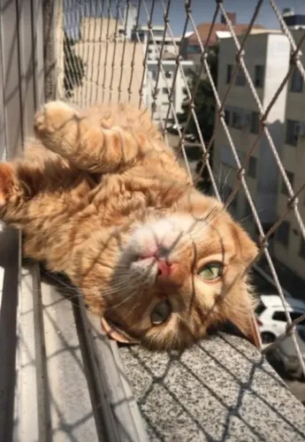 Rede de proteção para janela de apartamento com gatos