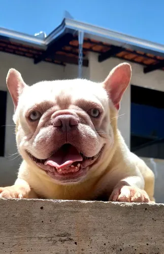 Bulldog Francês Exótico_Lilac Tan Platinum possível Merle_LEIA O ANÚNCIO.