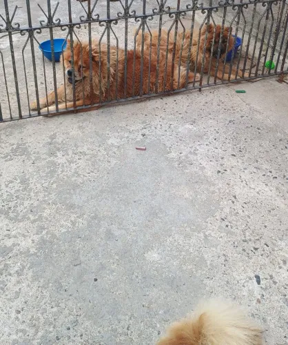 Doação de chow chow
