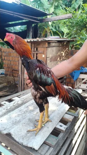 Vendo esse galo testado, veio lá do criatório do nosso amigo Gerberson Queiroz