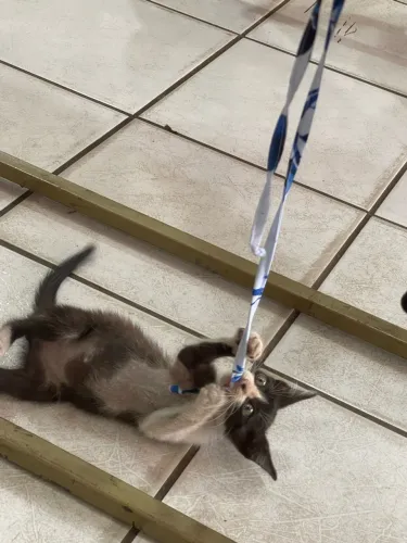 Filhote pra adoção