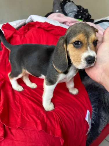 Filhote de Beagle lindo