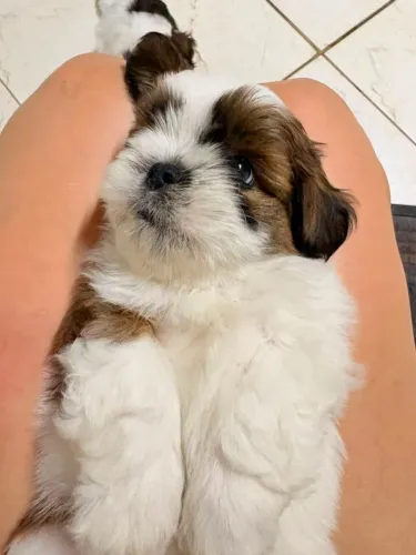Filhote shih Tzu macho