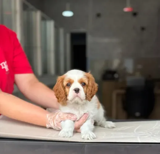 O Cavalier King dos Seus Sonhos Está Aqui - 12x Sem Juros!