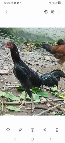 VENDE SE UM FRANGO CARIOCA