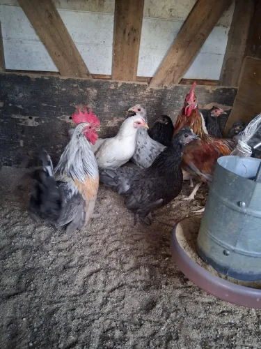 Vendo mini garnize fêmeas e machos,40 reais cada ,cidade morro reuter 