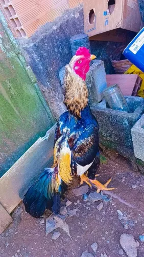 Galo indio prata