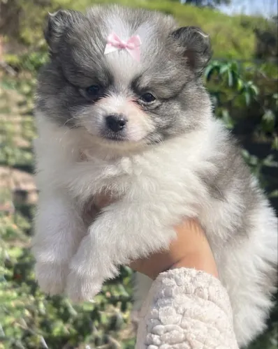 Lulu da pomerania Anao Promocao Mes dos Pais Confira
