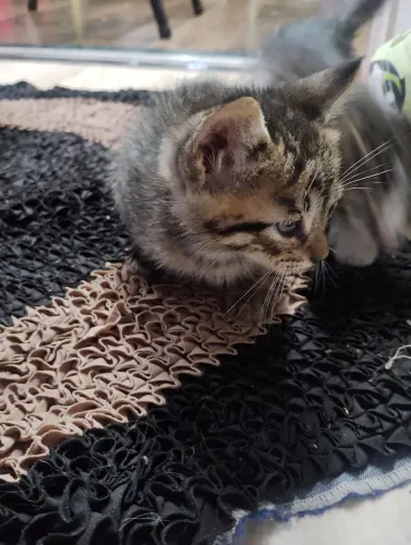 Estou doando gatinhos