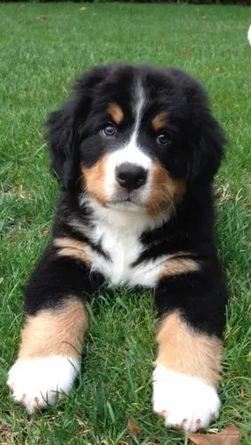 Filhote de cachorro bernese saudável de temperamento dócil