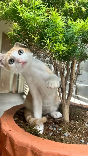 Gatinha laranjinha