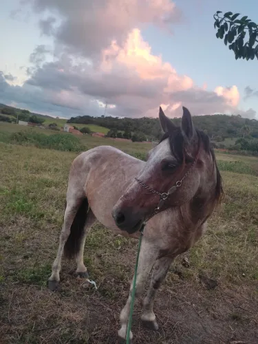 Cavalo dócil,bom para trabalho e passeio,bem zelado !!!