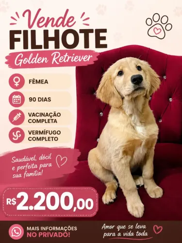 Filhote Golden Fêmea 