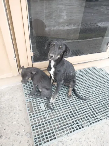 Cachorrinhas pra doação