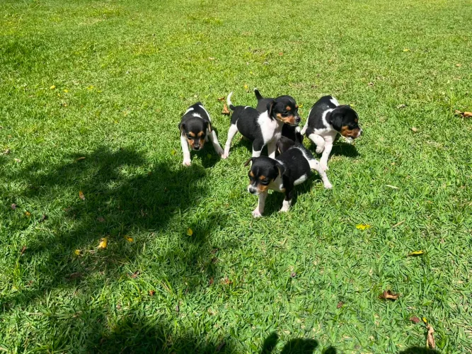 Filhote Fox Paulistinha pedigree