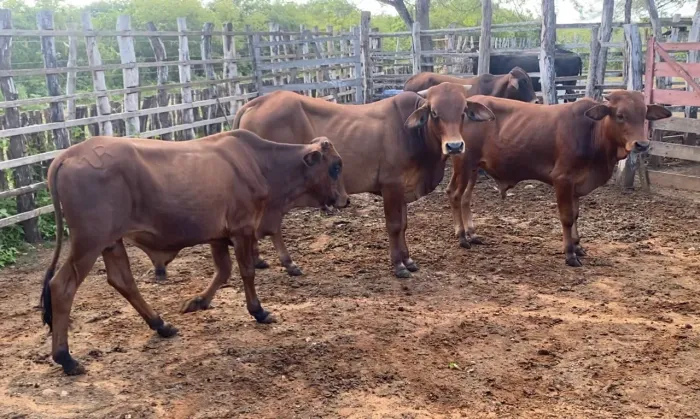 Só tem 2 agora, Garrotes SINDI filhos de touro puro gado